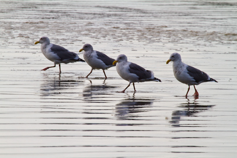 Gulls On Beach